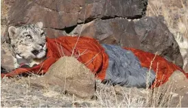  ?? Bild: ÖRJAN JOHANSSON ?? VÄRMANDE SOVSÄCK. En frusen snöleopard får låna Örjan Johanssons sovsäck för att hålla värmen.