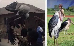  ??  ?? ABOVE LEFT: The ‘weird’ bird shot dead and paraded through the Nigerian town of Ogbomosho. ABOVE RIGHT: The marabou stork; why would a familiar Nigerian bird have caused confusion?