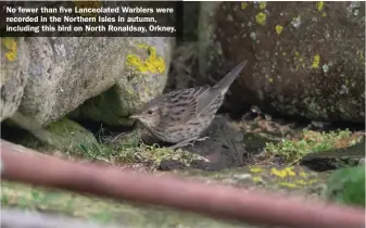  ??  ?? No fewer than five Lanceolate­d Warblers were recorded in the Northern Isles in autumn, including this bird on North Ronaldsay, Orkney.