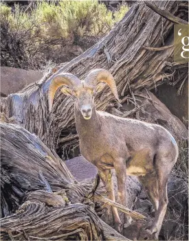  ?? JIM THOMPSON/JOURNAL ?? ABOVE: A bighorn sheep looks out over the Rio Grande in the Middle Box area of the Rio Grande Gorge, where supporters of the Rio Grande del Norte showed off the sights on a rafting trip this week.