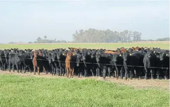  ??  ?? Manejo. Los pastoreos rotativos controlado­s permiten manejarun 30% más de carga.