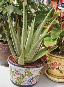  ?? Lori Van Buren / Albany Times Union ?? The gel from the inside of an aloe vera plant can help reduce the pain associated with burns. It can also be used on insect bites.
