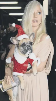  ??  ?? 0 Celebritie­s such as Lady Gaga often dress up their pets