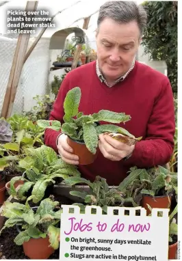  ??  ?? Picking over the plants to remove dead flower stalks and leaves