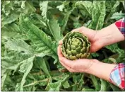  ?? GETTY IMAGES ?? Artichokes should be trimmed back to a few inches above ground level once a year to promote productivi­ty.