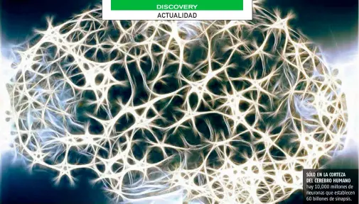  ??  ?? SÓLO EN LA CORTEZA DEL CEREBRO HUMANO hay 10,000 millones de neuronas que establecen 60 billones de sinapsis.