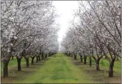  ?? ED BOOTH — ENTERPRISE-RECORD ?? Rows of almond trees with their blossoms on full display at the Chico State University Farm south of Chico on Thursday.