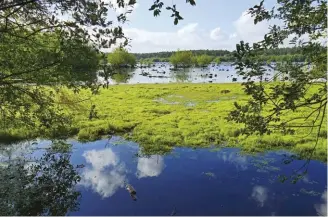  ??  ?? ABOVE RIGHT
The colours of Blakemere Moss change with the light