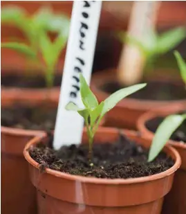  ??  ?? Prick out chilli seedlings and pot them up once they are 2.5cm tall