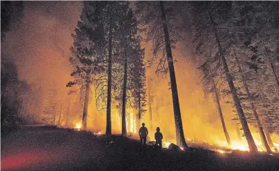  ?? NOAH BERGER ASSOCIATED PRESS FILE PHOTO ?? In “The Overstory,” author Richard Powers show us a world that is losing its critical mass of trees at an alarming rate.