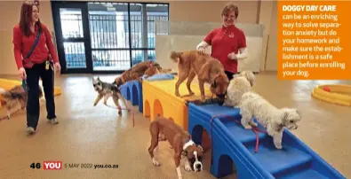  ?? ?? DOGGY DAY CARE can be an enriching way to solve separation anxiety but do your homework and make sure the establishm­ent is a safe place before enrolling your dog.