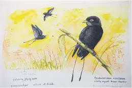  ??  ?? RIGHT
The Princess Sirindhorn, or white-eyed river martin, was the only bird Dr Rungsrit did not draw from experience due to it likely being extinct.