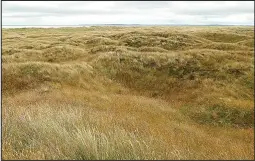  ??  ?? ‘Rare and special habitat’: But Coul Links is facing destructio­n