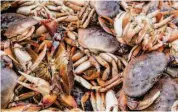  ?? Brontë Wittpenn/The Chronicle 2021 ?? The Dungeness crab season for the local commercial fishing fleet won’t start before Dec. 1.