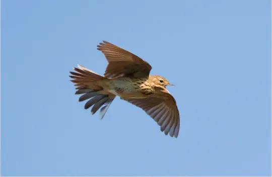  ?? ?? NINE: Tree Pipit (Griendtsve­en, The Netherland­s, 7 May 2008). This song-flighting Tree Pipit shows the typically rather triangular wing shape, a function of broad wing bases. Other features visible here include a clear contrast between the bold breast streaking and sparsely and finely streaked flanks, and a golden-yellow wash across the face and breast. 15