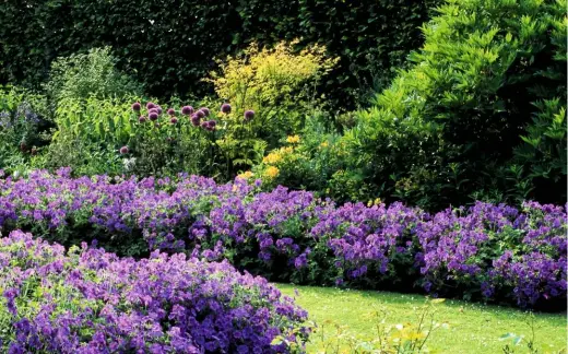  ??  ?? The bright, colourful hues of hardy geraniums lend themselves perfectly to a border.