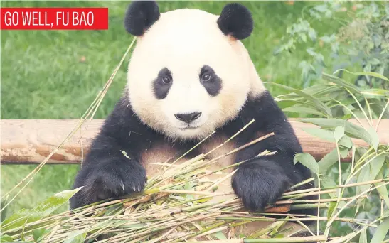  ?? Picture: AFP ?? Giant panda Fu Bao eats bamboo in South Korea’s Everland amusement park. The female was born at the park and turned four years old this year. She will be transferre­d to the China Conservati­on and Research Centre for the Giant Panda next month under an internatio­nal agreement.