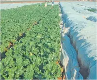  ?? PHOTO: BILL KERR ?? Floating frost cover is placed directly on the crop. Ideally, it should be draped over wire hoops to prevent the material from touching the leaves, which causes frost burn.