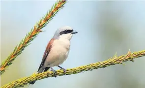  ?? FOTO: TORBJØRN BERG ?? TORNSKATE: Hannen kjennes igjen på sin brede, svarte øyestripe. Den lever på bl.a. insekter og mus, som den spidder på torner og piggtråd.