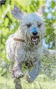  ??  ?? Dog keeps cool in Mansfield Woodhouse, Notts, yesterday