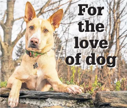  ?? CASSIE LATTA-JOHNSON ?? Dexter, a mixed-breed rescue from the SPCA, has his portrait taken at the Dartmouth Commons on Saturday.