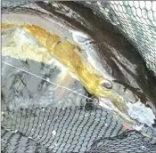  ?? ANDREW HOWARTH ?? This is the pretty face that I often see passing eerily beside my boat. Finally capturing such a fish can seem surreal, and a fish-friendly net with coated mesh allows me to enjoy more than just a fleeting glance.