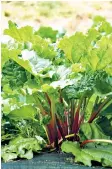  ??  ?? i Rhubarb is a hungry plant so spread organic mulch around its base to sustain it