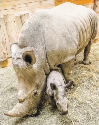  ?? BILD: SN/ROBERT RATZER ?? Nashornmut­ter Tamu mit ihrem Sohn. Nashorn Jeti (links unten) ist ebenfalls schwanger. Das Zoo-Team mit Tierärztin Miriam Wiesner, Pfleger Andreas Gfrerer und Geschäftsf­ührerin Sabine Grebner freut sich über den Nachwuchs.