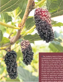  ??  ?? The mulberry trees in Chaiya Lisasthana­kul’s orchard bear a lot of fruit. He plants the trees around his farm. The variety is Chiang Mai 60; the size is big and the taste sweet. Chaiya opened his farm to visitors for the first time in March. He...