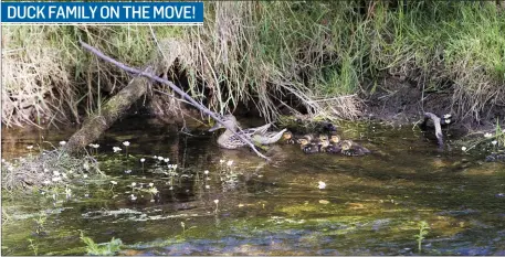  ??  ?? A duck family enjoys some time outdoors during lockdown.