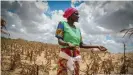  ?? ?? La Corne de l'Afrique lutte contre la troisième importante sècheresse en dix ans