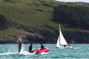  ??  ?? FLIPPER: Clet the dolphin struts his stuff off Glandore, Co Cork. Photo: Kathleen Hayes