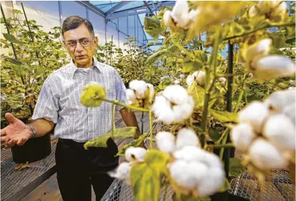  ?? Melissa Phillip photos / Houston Chronicle ?? Keerti Rathore, professor of soil and crop sciences, shows cotton plants in a laboratory greenhouse at Texas A&amp;M University in College Station. A new technology could be the “Superman” of weed control.