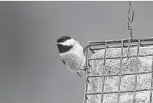  ??  ?? Should it be the Carolina chickadee that visits feeders throughout the city?