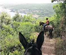  ??  ?? Mules take visitors on a five-kilometre, vertigo-inducing trek to Kalaupapa, a leper colony formed before a treatment for the disease was discovered.