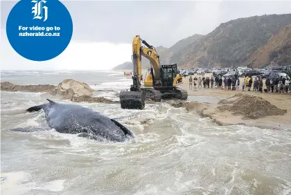  ?? Photo / Michael Cunningham ?? Diggers carve a trench the size of an Olympic pool around the bigger whale.