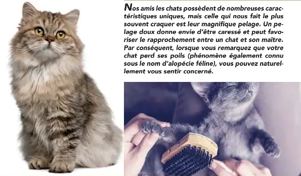Que Signifie La Perte De Poils Chez Le Chat Pressreader