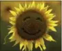  ?? THE ASSOCIATED PRESS FILE ?? A smiley face is seen on a sunflower in a sunflower field in Lawrence, Kan.
