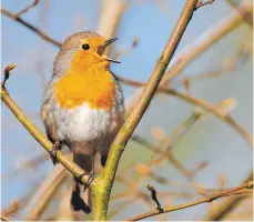  ?? FOTO: WILLI ROLFES/NABU ?? Werden die Tage länger, singen immer mehr Vögel. Das Rotkehlche­n ist schon recht früh dran.