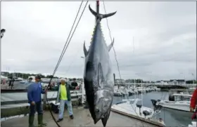  ?? ROBERT F. BUKATY — THE ASSOCIATED PRESS ?? A 422-pound Atlantic bluefin tuna is hoisted from a boat at the South Portland, Maine. A decade ago, participan­ts in the Sturdivant Island Tuna Tournament went consecutiv­e years in which they didn’t catch a single fish in the Gulf of Maine. This year, fishermen set a record with 30, including the 801-pound winner.