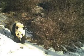  ?? PHOTOS PROVIDED TO CHINA DAILY ?? Infrared cameras capture images of a wild giant panda and a leopard in nature reserves in China.