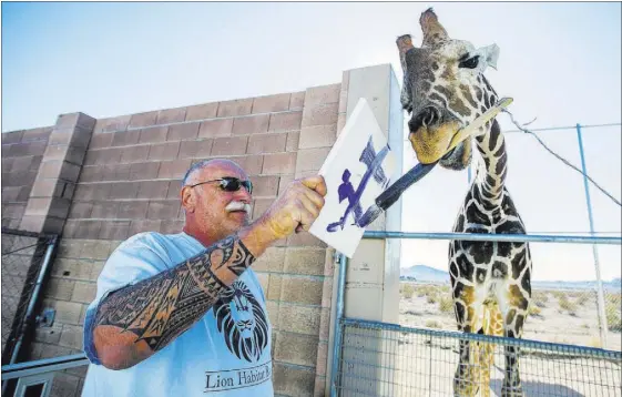  ?? JEFF SCHEID/LAS VEGAS REVIEW-JOURNAL FOLLOW @JEFFSCHEID ?? Keith Evans, owner of The Lion Habitat Ranch in Henderson, holds a canvas while Ozzie, the giraffe, paints on Friday. The facility recently acquired the giraffe from the Tanganyika Wildlife Park in Goddard, Kan.