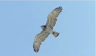  ?? ?? Águila Culebrera, una de las especies más buscadas por el ornitólogo extranjero.