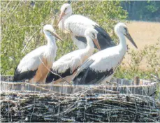  ?? FOTO: THOMAS WURST ?? Die vier Jungstörch­e in Riedern sind nun schon fast so groß wie ihre Eltern und werden wohl bald das Nest verlassen.