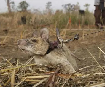 ?? Associated Press ?? Magawa, a land mine- detecting rat, has been awarded a gold medal — the animal equivalent of the George Cross — by a British charity. The giant African pouched rat has discovered 39 land mines and 28 items of unexploded ordnance over the past four years.