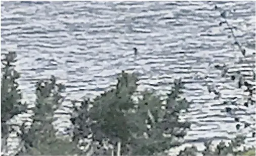  ??  ?? SIGHTING: Charlotte Robinson, from Leeds, captured this image of ‘Nessie’ on her mobile phone on the first day of her holidays