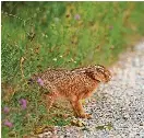 Rare tick-borne disease detected in New York | The Palm Beach Post ...