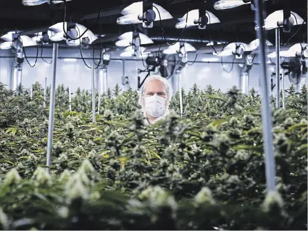  ?? THE CANADIAN PRESS FILE PHOTO ?? Neil Closner, MedReleaf’s chief executive officer, is pictured at the company’s growing facility in Markham, Ont., in 2016.