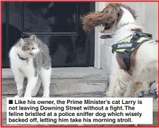  ?? Picture: JEREMY SELWYN ?? Like his owner, the Prime Minister’s cat Larry is not leaving Downing Street without a fight. The feline bristled at a police sniffer dog which wisely backed off, letting him take his morning stroll.