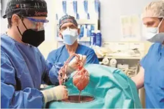  ?? // AFP ?? Médicos del hospital de Maryland con el corazón porcino el día del injerto